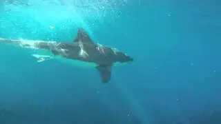 Shark Cage Diving, Port Lincoln, South Australia