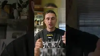 Як привчити собаку не боятися звуку вибухів, грому та інших гучних звуків?