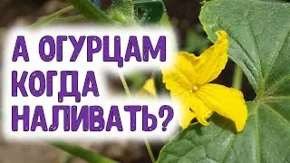 Правила полива высаженной рассады овощных растений. Почему огурцы нужно поливать чаще, а томаты реже