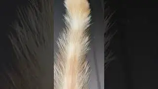 Чей хвост