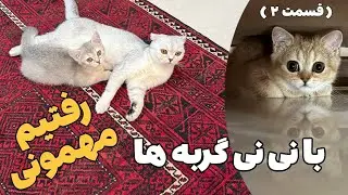 ادامه شیطونی‌های گلی و گردو در مهمونی 🐱 (قسمت دوم) | پنگولستان