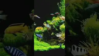 দুঃখের কোন অভাব নেই।  #video #viral #viralvedio #ntural
