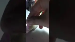 [Funny hamster] hamster with string || when u are hungry but she says ''no''