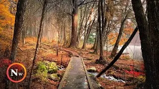 Relaxing Rain Walk | Autumn in New England | ASMR Nature Sounds for Sleeping