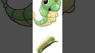 CATERPIE - El ANIMAL REAL detrás del POKÉMON #shorts #short #pokemon #caterpie