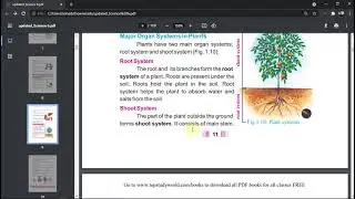 Class 6. Chapter 1. Cellular Organization of Plants and Animals. Topic Major Organ Systems in Plants