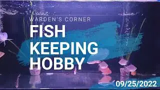 SILVER AROWANA | ALBINO OSCARS | Community Tank #fishkeeping #newhobby #arowana #oscars