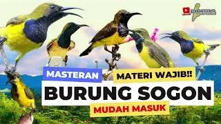 Paling ngeriii‼️ MASTER SOGON SUPER MEWAH || FULL ISIAN PALING GAMPANG MASUK