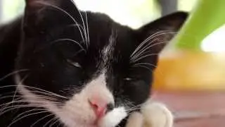 Canon 17-40mm F4L cat video test with 7d