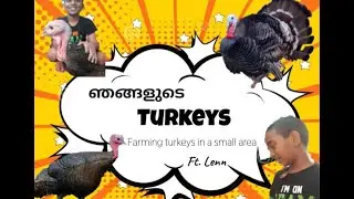 Turkeys in our house || Farming Turkeys in a small area || Four Stars Funtime ||