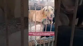 Dogs about to go to the slaughterhouse.They have fear in their eyes.