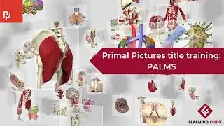 Primal Pictures title training: PALMS