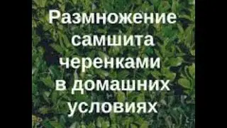 Саженцы Самшита/Как размножать САМШИТ.Черенкование самшита.