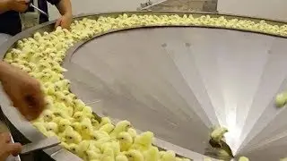 Amazing Modern Automatic Farming Egg Harvest Technology Breeding Process Chicken Highest Efficiency