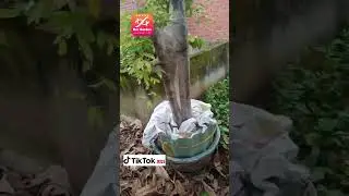 Review dùng thuốc kích rễ ibak cho mai phôi rừng