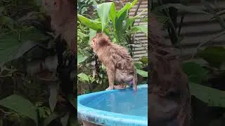 wow     #monkey #dog #dogs #monkeys #pets  #cute