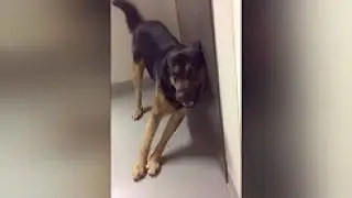 Drunk Animals - Funny Animals Compilation 2017