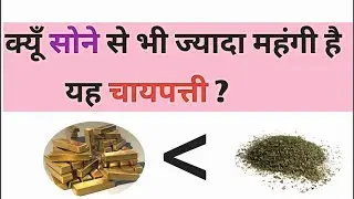 Most Expensive Tea leaves  || सबसे महंगी चायपत्ती ||