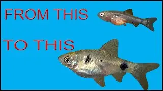 ODESSA BARB FRY 5 WEEK UPDATE