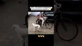 Как он защищает ❤️🔥#рек#лайк#брат