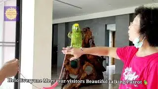 WE HAVE A VISITORS TALKING PARROT🦜🦜