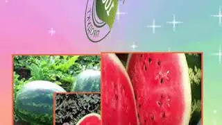 Рекламное видео для инстаграм