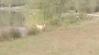 Dog  Golden Retriever  Playing With A Stick By A Lake