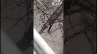 Весна пришла