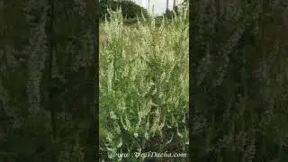 Какие сидераты сеять весной донник 