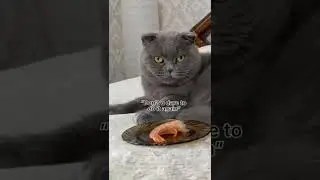 Very funny cat 😎