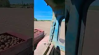 Посадка картофеля нашим Старичком:)
