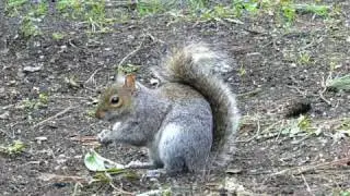 Squirrel