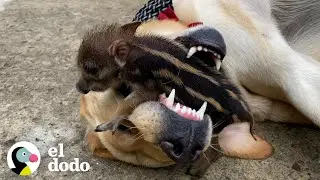 Un año en la vida de un jabalí criado por un labrador amarillo | Parejas Disparejas | El Dodo