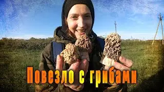 Улов грибных деликатесов.  Повезло так повезло!