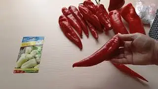 Рекомендую замечательные сорта перца сладкого и острого.м-н ДАЧА г.Каменск-Уральский.08.10.2023 г.
