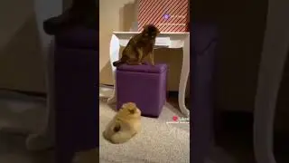 #померанский_шпиц