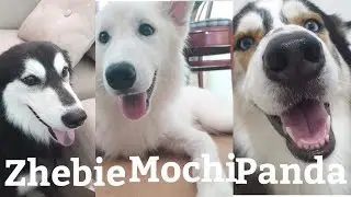 THREE HUSKY DOG ZHEBIE MOCHI AND PANDA/HYPER PUPPIES