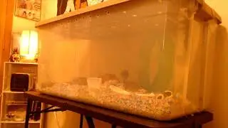 Hamster Explores
