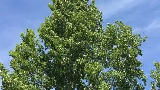 4K Trees