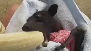Откусывай по чуть-чуть!!