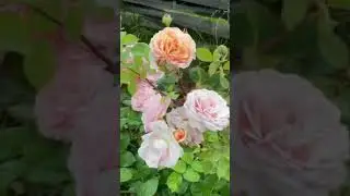 Английская роза Краун Принцесс Маргарет
