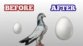 How to improve PIGEON EGG SHELL size & quality ?