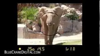 Introduction to the Nikon D5300: Basic Controls