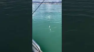Немного прохлады. Рыбалка в Сочи. #fishing #fish #рыба #море #fishingvideo #nature #рыбалка
