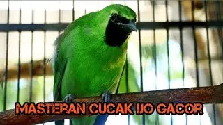 Masteran Cucak Ijo Full Isian Suara Keras Jernih Dan Merdu||masteran cucak ijo
