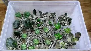 Мои фиалки растут вот так 😊...