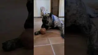 Our Creation "Luzifer" Reverse Brindle Presa Canario