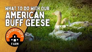 Raising Geese | What to do with our American Buff Geese Revisited 2021