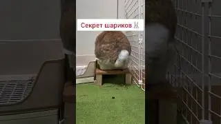 Секрет кролика 😳