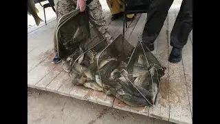 Такой рыбалки мы ещё не видели...